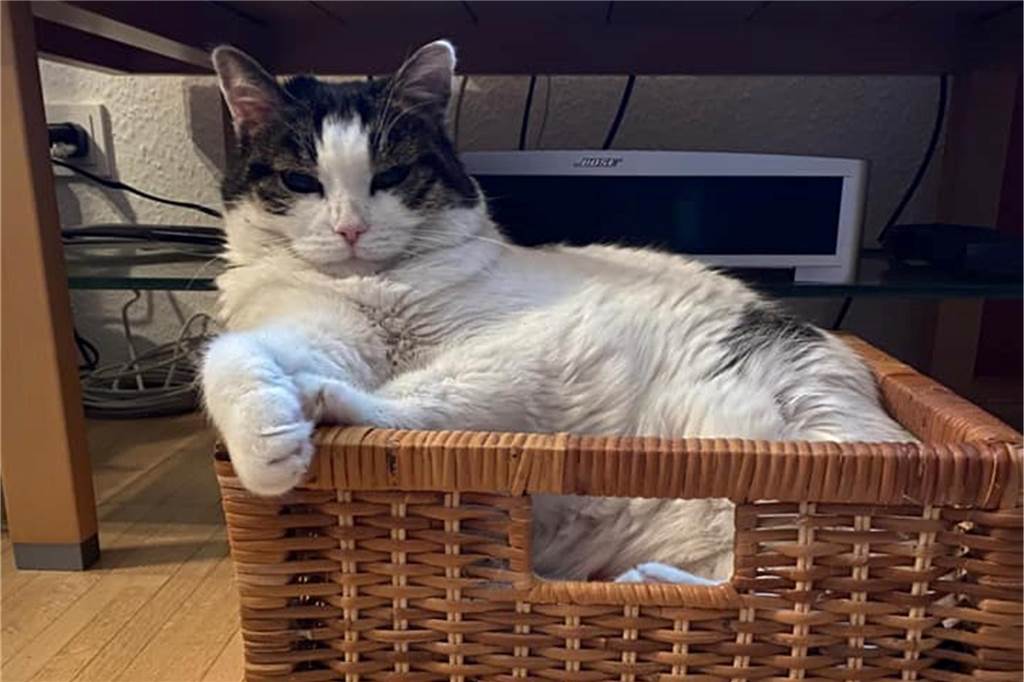 Eine Katze liegt in einem Zeitungskorb.