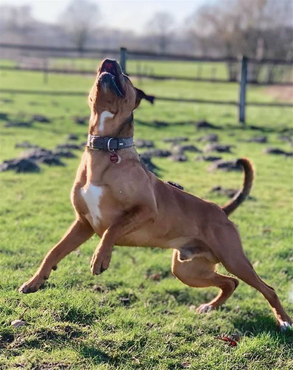 Linda schreibt auf Instagram zu ihrem zweijährigen Hund Slim: „Treu-doof und das Beste, was uns mit unserem 3-jährigen Sohn passieren konnte.“ 