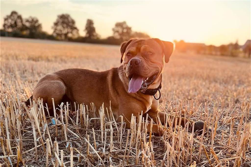 Linda schreibt auf Instagram zu ihrem zweijährigen Hund Slim: „Treu-doof und das Beste, was uns mit unserem 3-jährigen Sohn passieren konnte.“ 