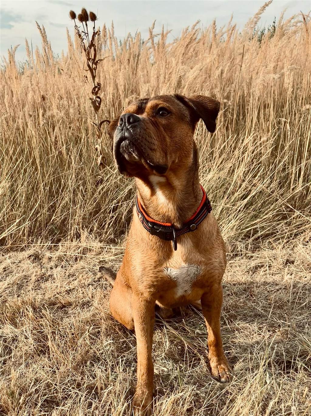 Linda schreibt auf Instagram zu ihrem zweijährigen Hund Slim: „Treu-doof und das Beste, was uns mit unserem 3-jährigen Sohn passieren konnte.“ 