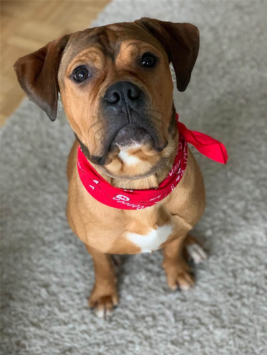Linda schreibt auf Instagram zu ihrem zweijährigen Hund Slim: „Treu-doof und das Beste, was uns mit unserem 3-jährigen Sohn passieren konnte.“ 