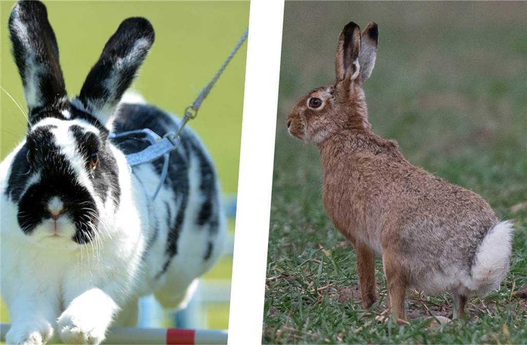 Werner Natur-Experte Jürgen Hundorf: „Sollten froh sein, dass es mehr Mücken gibt“ Links ist ein Kaninchen, rechts ein Hase zu sehen.