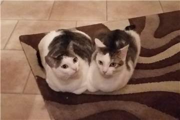 Lisa und Purzel fühlen sich im Haus „pudelwohl“.