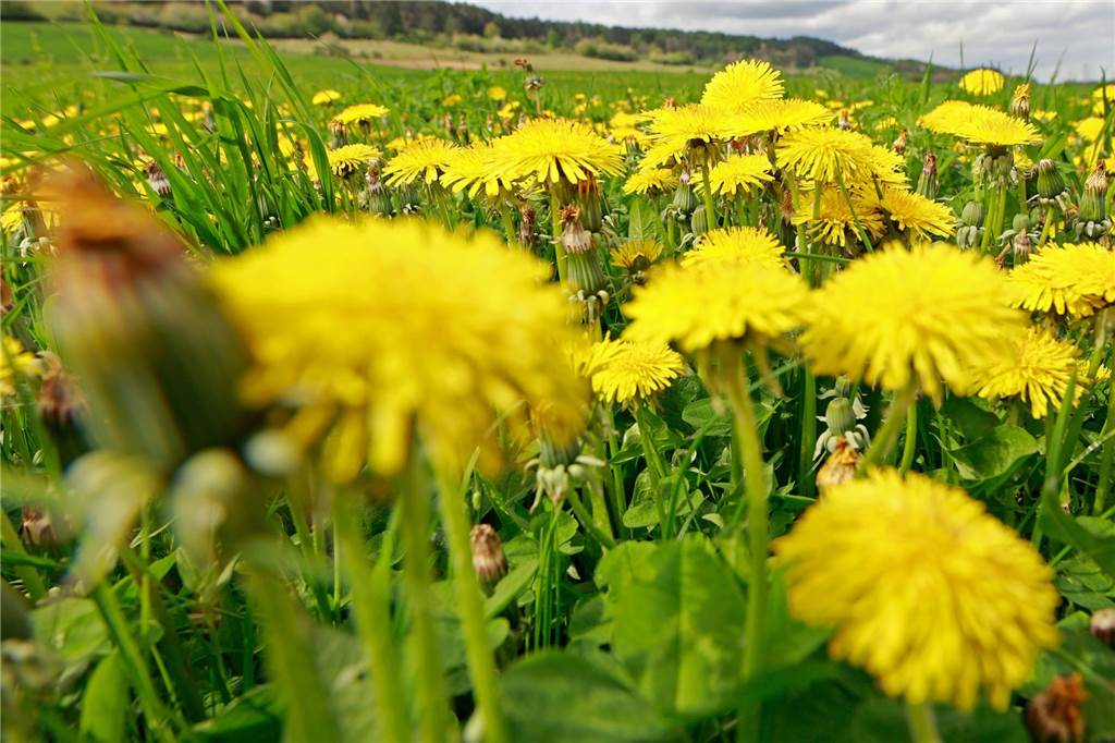 Ich bin dabei beim mähfreien Mai: Der Rasenmäher bleibt diesen Monat im Gartenschuppen Eine Wiese mit Löwenzahn
