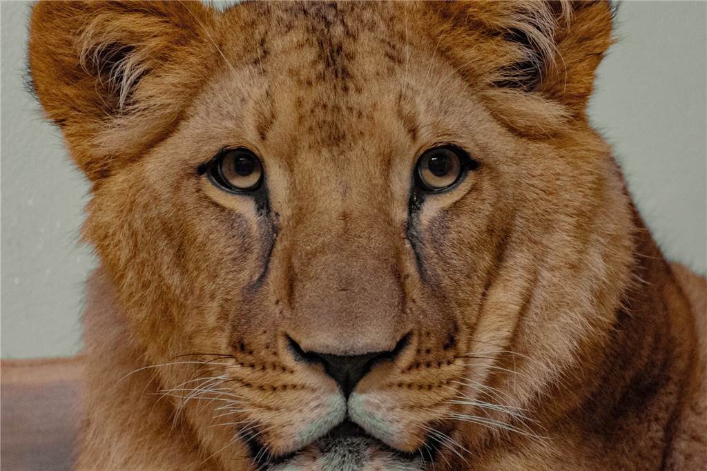 Dortmunder Zoo: Schüchterner Junglöwe tankt immer mehr Selbstvertrauen Löwin Zuri ist die dritte im Bunde.