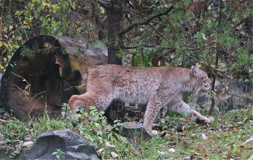 Luchs Findus hält Zoo und Anwohner auf Trab Luchs Findus aus der Zoom Erlebniswelt ausgerissen.