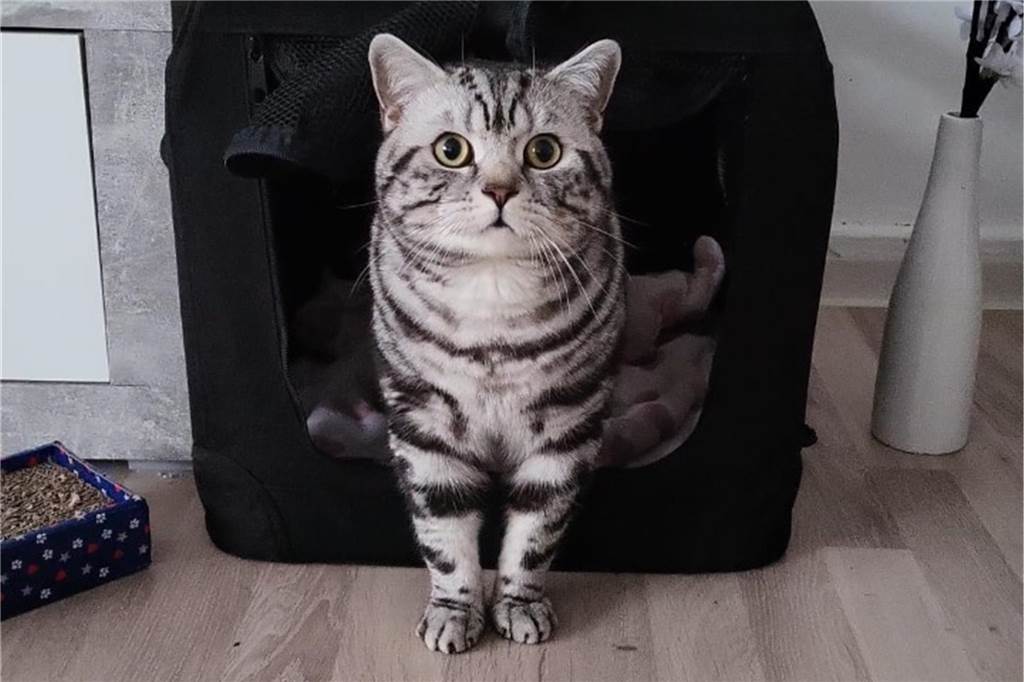 Eine British Kurzhaar Katze.