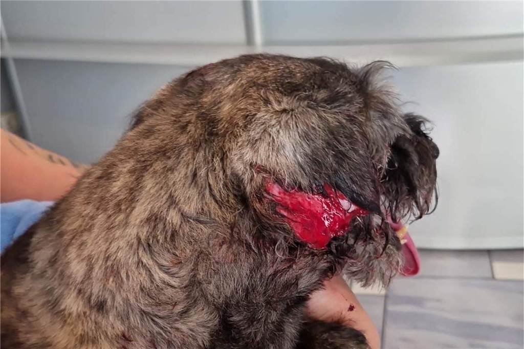 Bissige Bulldogge fällt tauben Mischling (15) an – Halter (80) stürzt Der Dortmunder Pudelmischling Lucky wurde schwer am Ohr verletzt,.