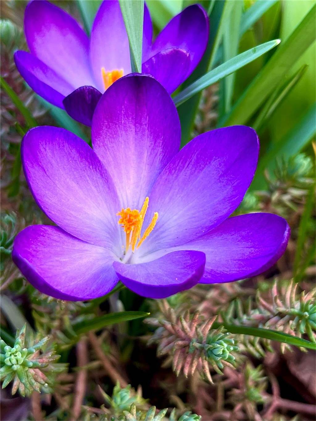 Ein blühender Krokus. 