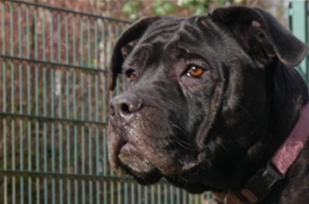 Schwarze Tierheim-Hunde werden wegen ihrer Fellfarbe „diskriminiert“ Luna, ein drei Jahre alter Alano-Mix, sitzt seit fast zwei Jahren im Dortmunder Tierschutzzentrum. Die Hündin hat einen starken Schutztrieb und braucht einen erfahrenen Halter.
