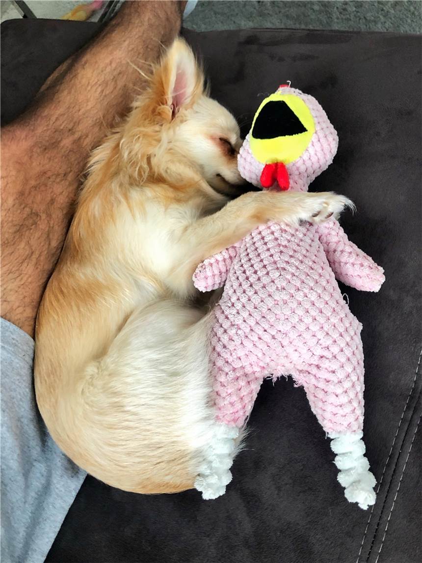 Chihuahua Luna macht Katzen Konkurrenz Luna im Bett zwischen ihren geliebten Herrchen.