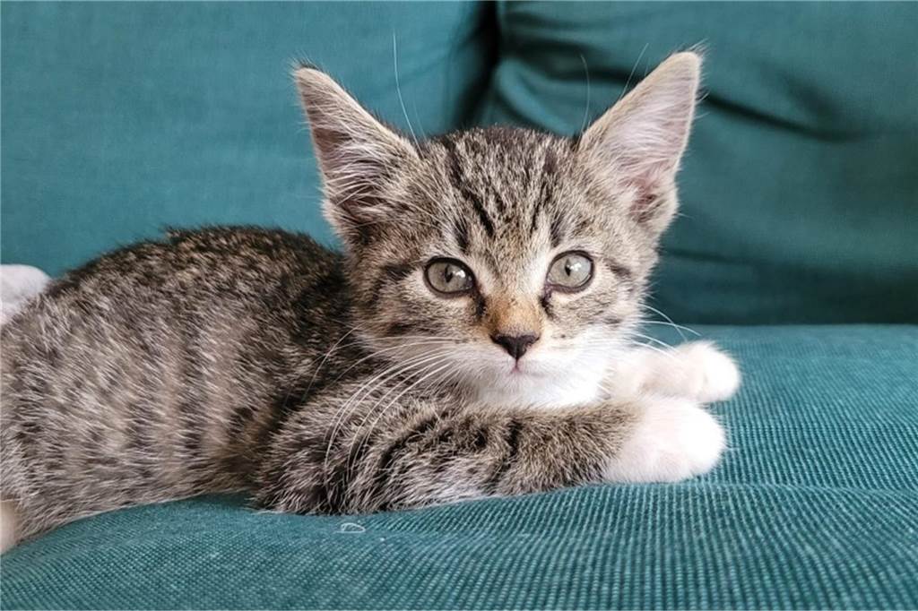 Ein kleines Katzenbaby