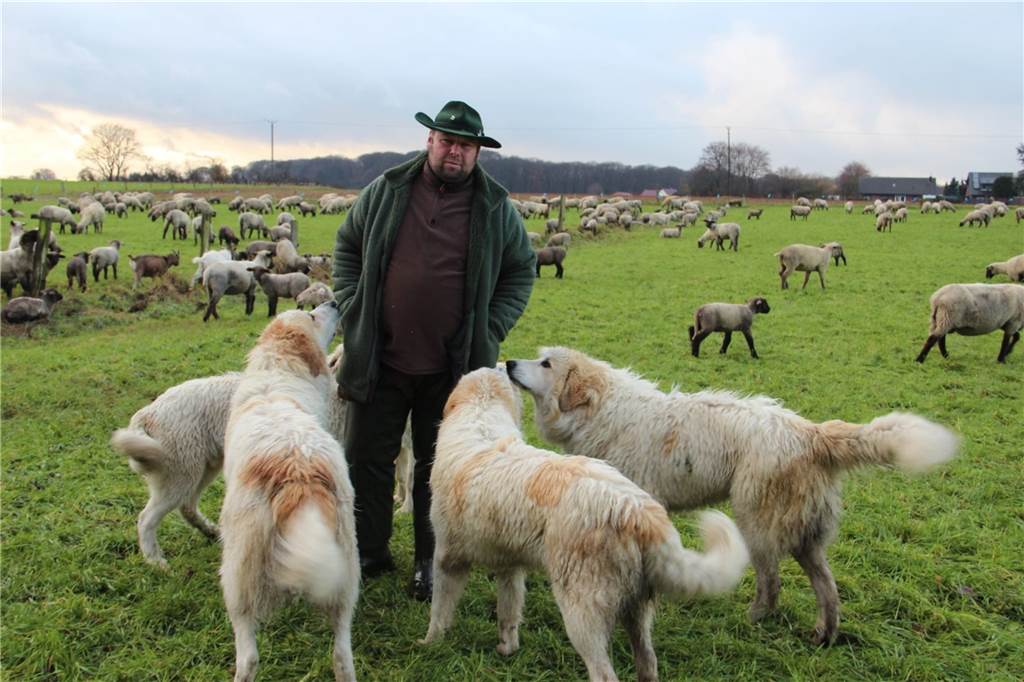 Was Wölfe in NRW für Tierhalter bedeuten: Herdenschutz contra Wolfs-Ansiedlung Ein Schäfer steht auf einer Weide mit Schafen und Hunden.