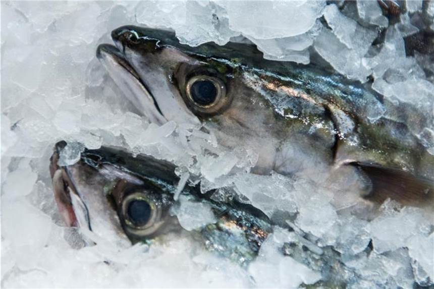 Wirtschaft erwartet steigende Preise für Frischfisch & Co. Makrelen liegen in einem Frischemarkt in Hamburg in der Auslage im Eis. Für den Verzehr von Fisch und Meeresfrüchten geben die Verbraucher in Deutschland immer mehr Geld aus. Foto: Daniel Bockwoldt