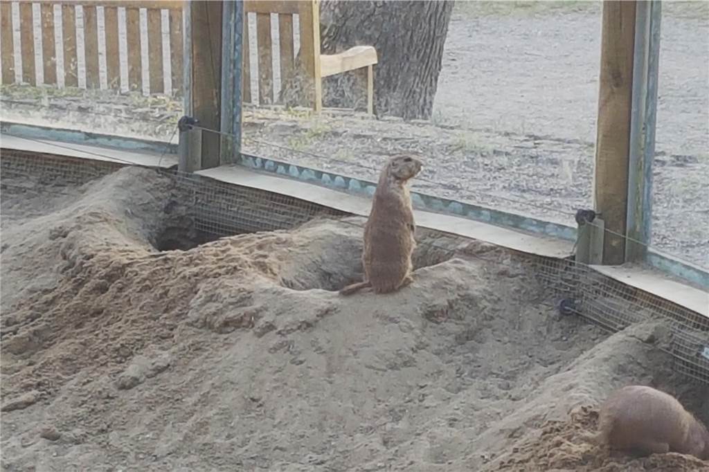 Viel los im Tierpark Gut Eversum: Neues von Pia, Sultan und ihren Freunden Mal gucken, wer da so kommt. Dieser junge Präriehund ist neugierig.