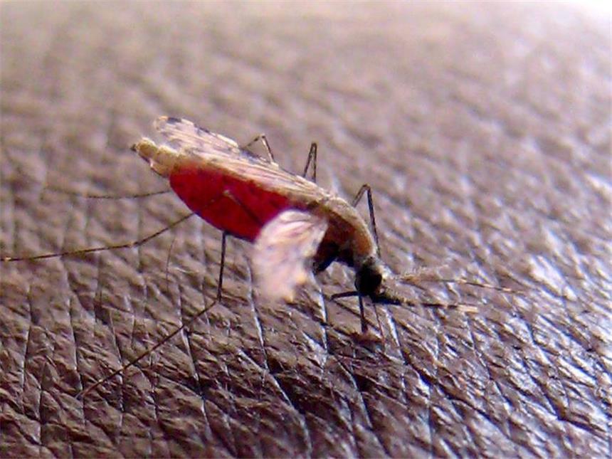 Gates-Stiftung setzt Hoffnungen auf Malaria-Impfstoff Malaria wird vor allem durch den Stich von Mücken übertragen. Foto: Stephen Morrison