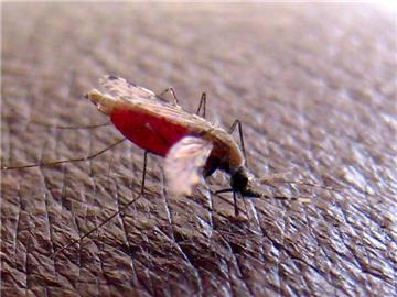 Malaria wird vor allem durch den Stich von Mücken übertragen. Foto: Stephen Morrison