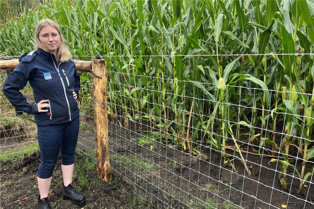 Mutmaßliche Wolfsattacke auf Schafsherde von Familie Sümpelmann Malin Sümpelmann zeigt den neuen Zaun: An dieser Stelle hat der Wolf mutmaßlich die Umzäunung überwunden.