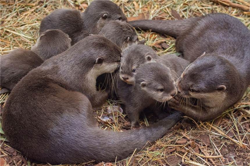 Malou und Kon inmitten ihres Nachwuchses: Fünf kleine Zwergotter sind Anfang November geboren worden im Zoo Dortmund.