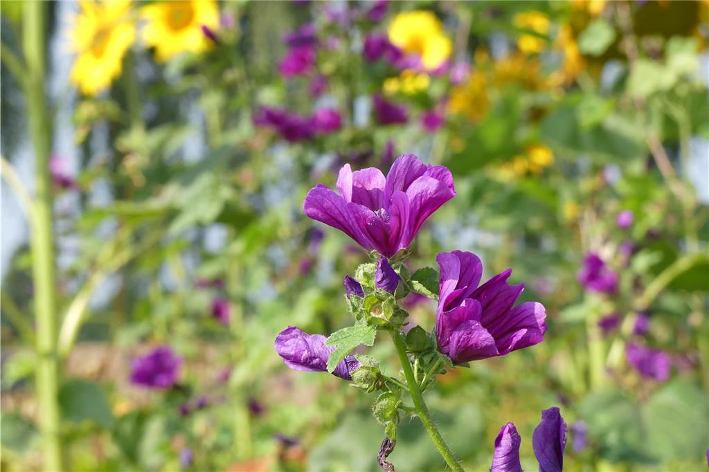 Blühstreifen in Schwerte: „Die Leute parken und packen haufenweise Blumen in den Kofferraum“ Malven und viele andere Blumensorten kann man sich auch ganz leicht in den heimischen Garten pflanzen.