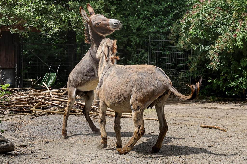 Mama Ella weist Papa Henki regelmäßig in seine Schranken zurück. Er kommt ihrem Fohlen zu nah. Um Maxi zu beschützen beißt sie die anderen Esel weg, schreit und baut sich auch vor ihnen auf.