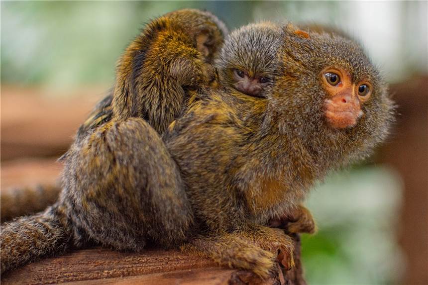 Süßer Nachwuchs im Dortmunder Zoo: Zwillinge bei den Zwergseidenäffchen Mama Paratinga trägt ihre neugeborenen Zwillings-Zwergseidenäffchen auf dem Rücken durch das Affengehege im Dortmunder Zoo.