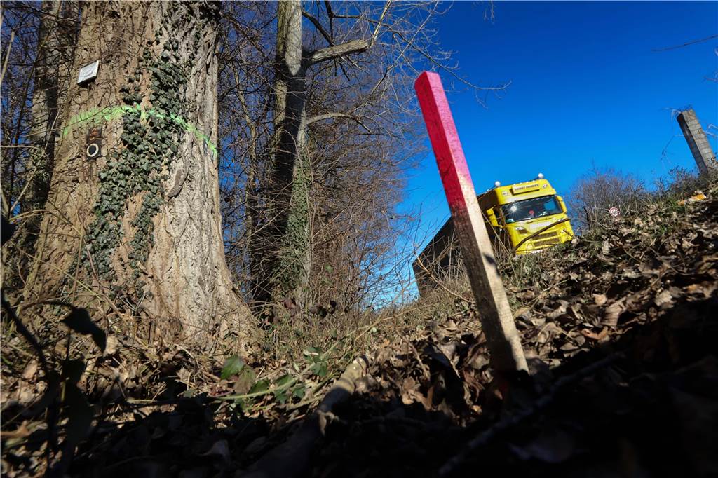 Rodungen für Stolzenhoff-Neubau: Naturschützer sind „gewaltig verärgert“ über die Stadt Manche Bäume, die noch stehen, sind schon markiert. Sogenannte „Quartierbäume“ werden besonders vorsichtig gefällt.