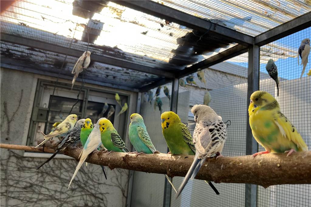 Erben einverstanden: Tierheim darf 125 Wellensittiche vermitteln Mehrere Wellensittiche auf der Stange.