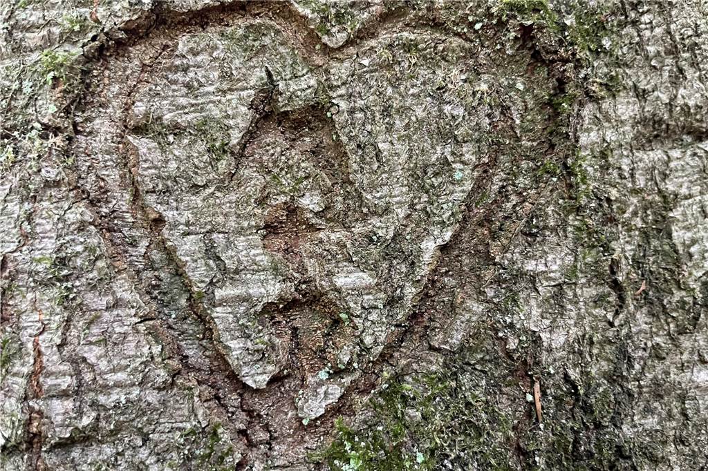 Alte Buche in der Haard gibt nicht auf: Ein Schatz für den Wald Eingeritztes Herz in der alten Buche