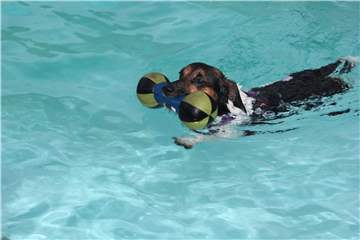 Manche Vierbeiner waren kaum aus dem Wasser zu kriegen. Immer wieder sprangen sie ihrem Spielzeug hinterher ins Wasser.