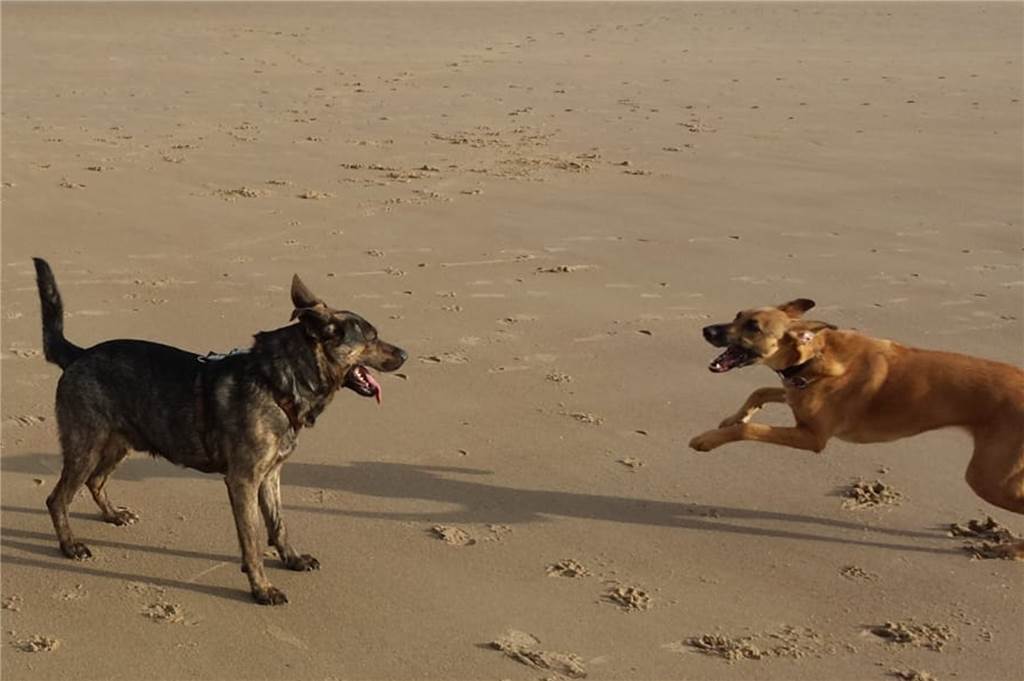 Diese Hunde sind beste Freunde – und ihre Frauchen auch Manchmal geht es auch gemeinsam in den Urlaub, zum Beispiel nach Holland an den Strand.
