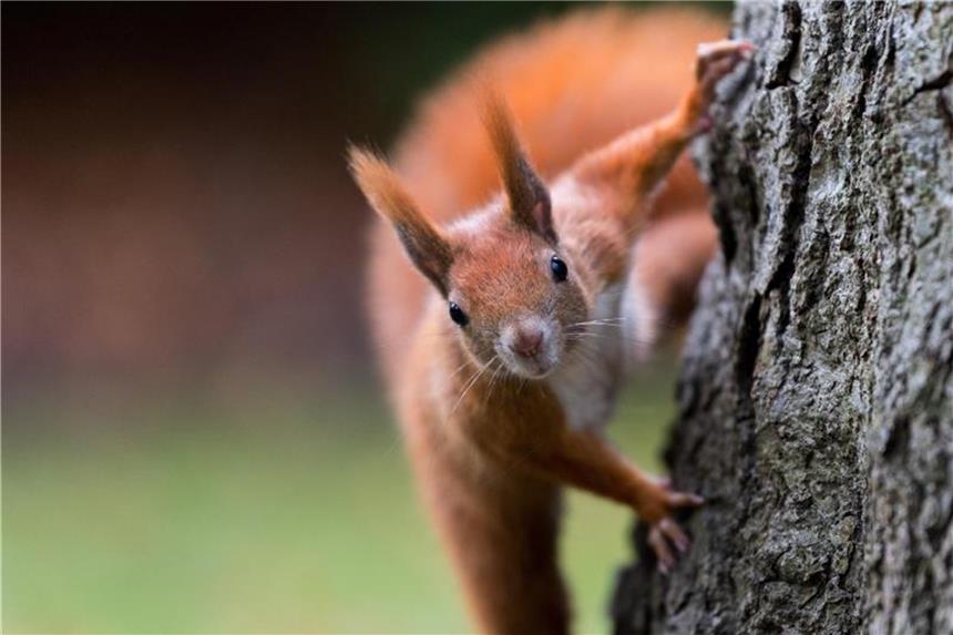 Versteckte Eichhörnchennester auf dem Balkon nicht stören Manchmal suchen sich Eichhörnchen ihren Nistplatz auch auf einem Balkon. Wer dort jetzt mit dem Frühjahrsputz beginnt, sollte daher achtgeben. Foto: Monika Skolimowska