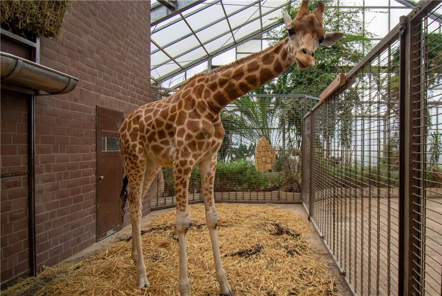 Giraffenbulle Zimiko hat jetzt eine Freundin - aber Nachwuchs wird‘s nicht geben Maoli ist im Dortmunder Giraffen-Haus angekommen.