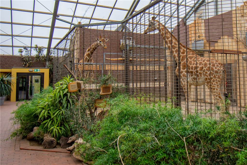 Giraffenbulle Zimiko hat jetzt eine Freundin - aber Nachwuchs wird‘s nicht geben Maoli (r.) und Zikomo im Giraffen-Haus.
