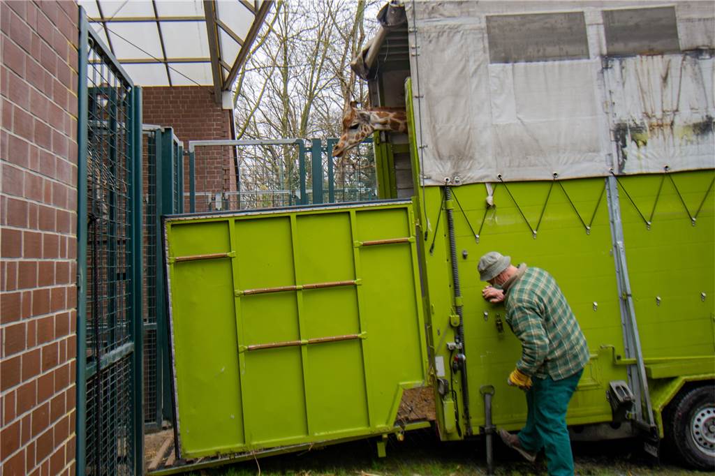 Giraffenbulle Zimiko hat jetzt eine Freundin - aber Nachwuchs wird‘s nicht geben Maoli schaut aus dem Transportanhänger ins Dortmunder Giraffenhaus.