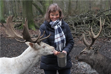 Marianne Scheer, die Vorsitzende des Fördervereins Wildgehege Grutholz, füttert Hirsch Hans-Hubert II. Kurz vor Weihnachten starb der Damhirsch, der "Star" im  Deininghausener Wildgehege. 