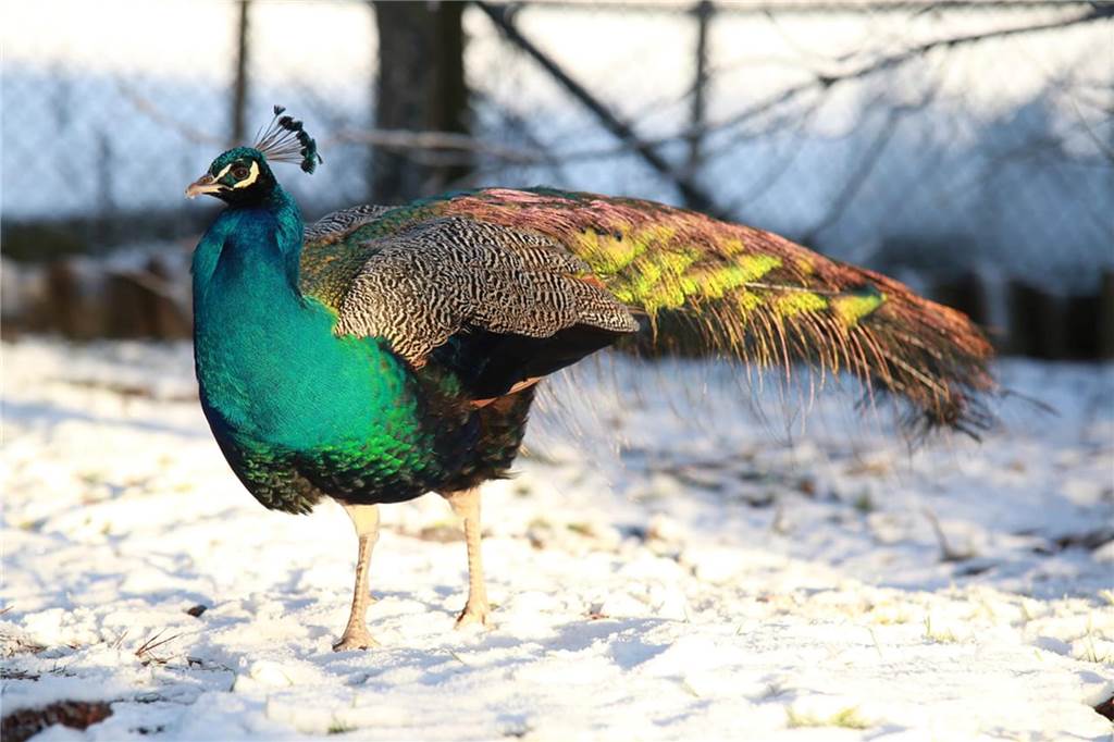 Marie Hubbeling schickt uns winterliche Grüße aus der Feldmark in Ottenstein: „Unser Pfau Leo sieht im Sonnenlicht besonders schön aus.“