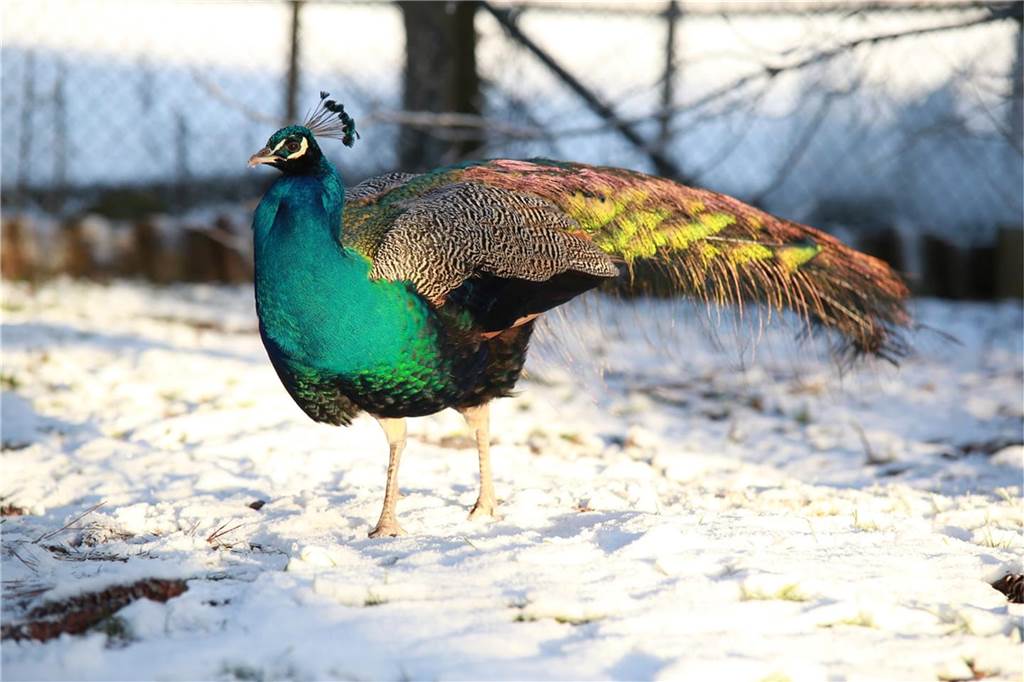 Marie Hubbeling schickte uns winterliche Grüße aus der Feldmark in Ottenstein: „Unser Pfau Leo sieht im Sonnenlicht besonders schön aus.“