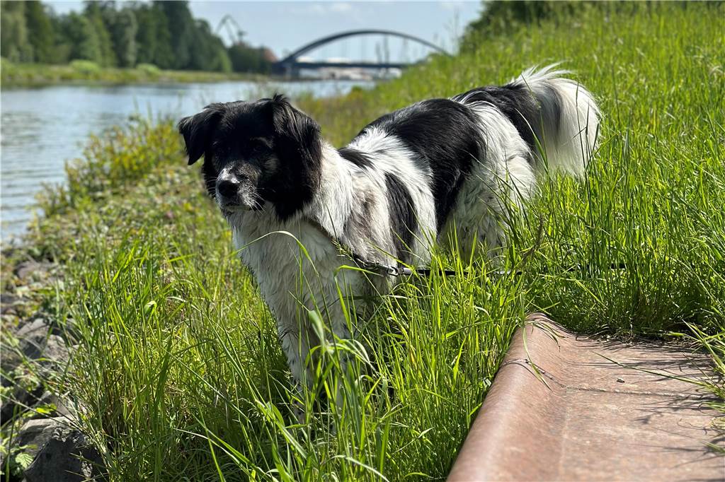 Marius Hülk hat uns Bilder von Sammy geschickt. Er ist drei Jahre alt und ein Border Collie Mischling.