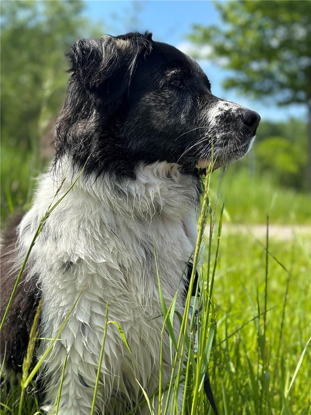 Marius Hülk hat uns Bilder von Sammy geschickt. Er ist drei Jahre alt und ein Border Collie Mischling.