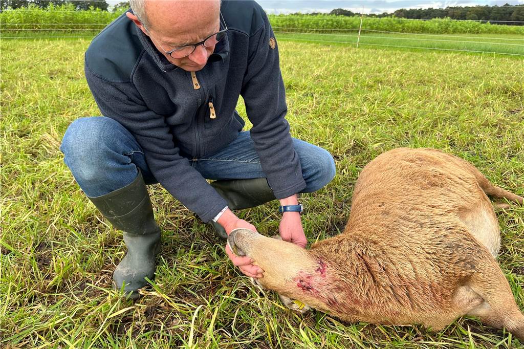 Mutmaßlicher Wolfsangriff: Vier tote Schafe in Schermbecker Herde Schafzüchter Benedikt Hüttemann