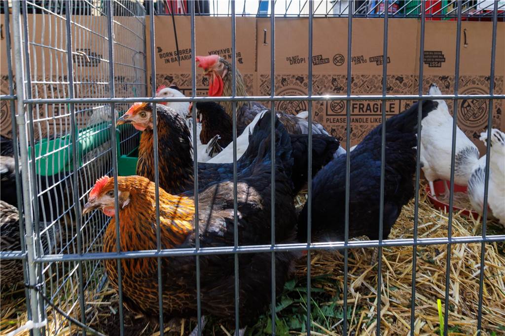 Viele Fotos vom ersten Markttag: Düstermühlenmarkt ist Besuchermagnet