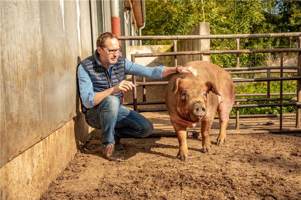 Ernte: Selmer Landwirte blicken mit Sorge auf die kommenden Wochen Markus Wiesmann mit seinen Duroc-Schweinen. Den Hof Wiesmann gibt es bereits seit mehreren Generationen.