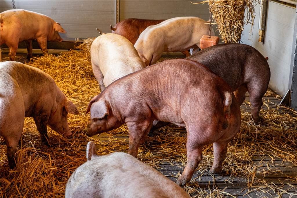 Landwirt Wiesmann setzt auf Direktvermarktung seiner Duroc-Schweine Markus Wiesmann setzt auf seinem Hof auf Tierwohl und Respekt vor den Tieren.
