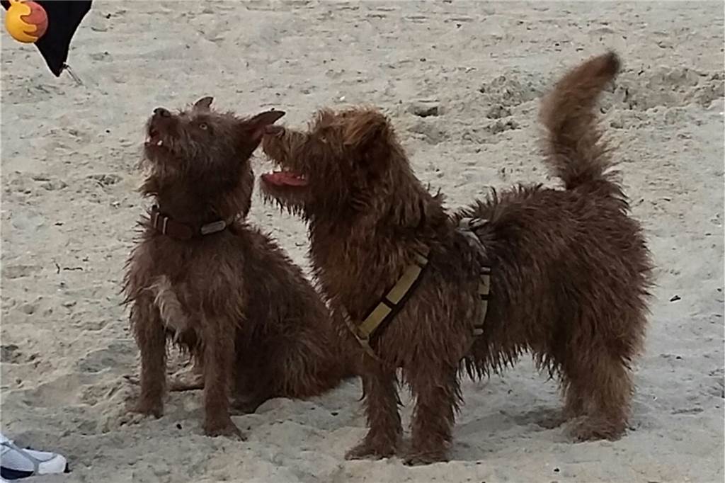 Der Schokobär Maron kam durch eine Verwechslung nach Eichlinghofen Maron spielte mit seinem Bruder an der Ostsee.