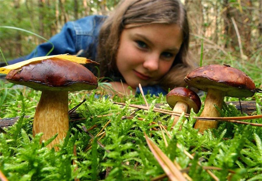 So erkennen Sie, welche Pilze genießbar sind Maronen-Röhrling: Der Hut ist meistens Kastanienbraun, oft auch rötlich- oder olivbraun. Der Pilz wächst hauptsächlich im Nadelwald, vor allem in alten Fichtenwäldern oder unter Lärchen.