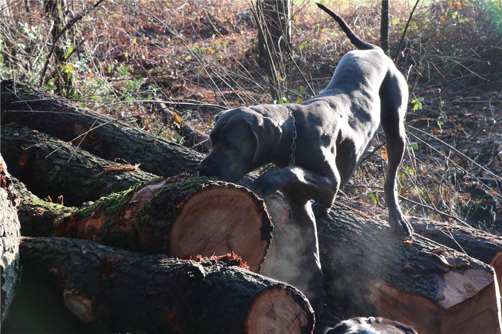 Wer den Wald im Winter erwandert, wird belohnt Mathilda schnüffelt an gefällten Stiel-Eichen. Auch Försterin Balke liebt den Duft und das Holz dieser Bäume.