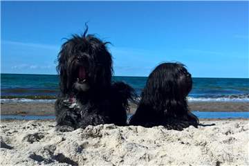 Matze und Lemmy lieben es auch am Strand zu sein.