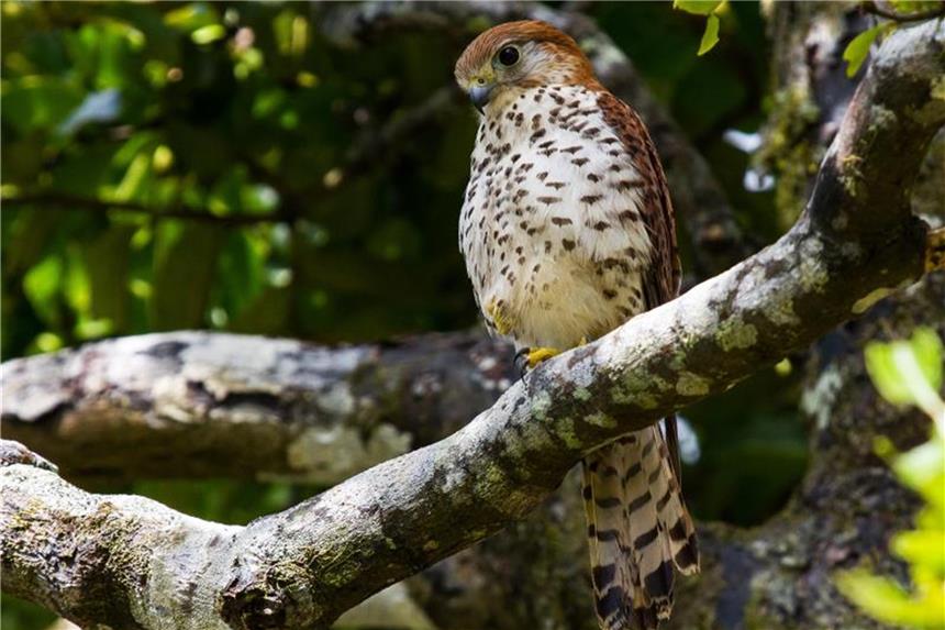 Erfolge im Artenschutz: Comeback des Mauritiusfalken Mauritiusfalke (Falco punctatus) auf einem Baum. Mit nur vier Tieren war er 1974 der weltweit seltenste Vogel. Foto: Jacques de Speville