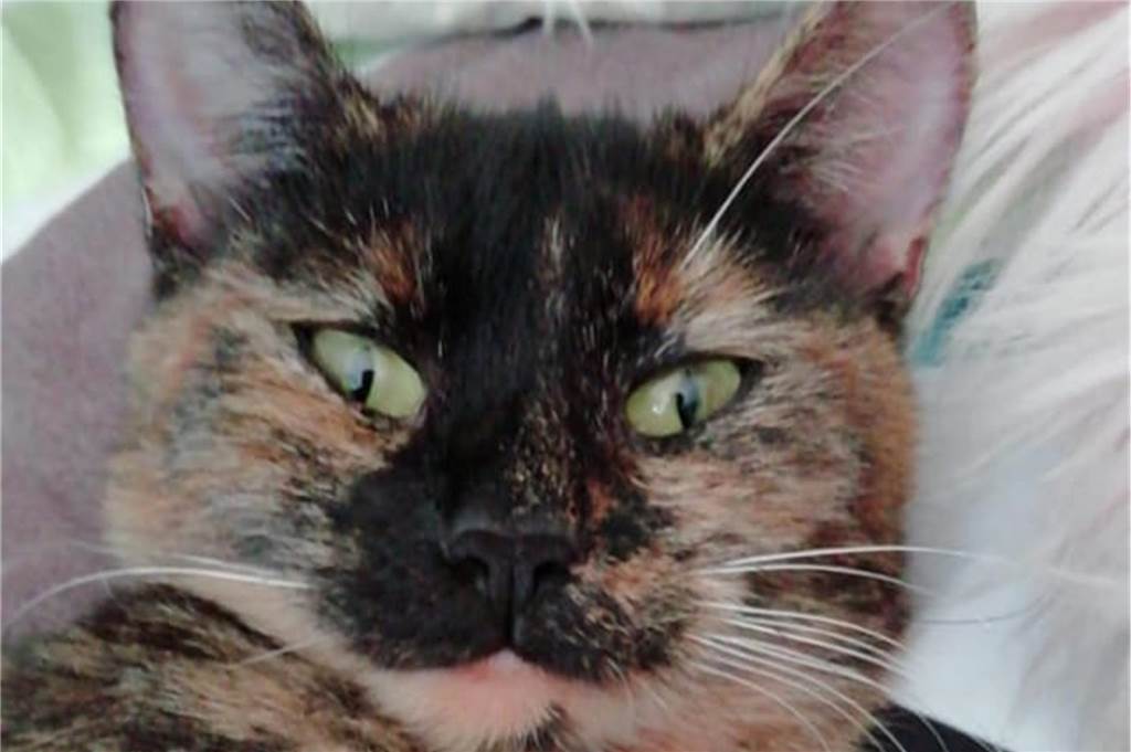 Zu sehen ist eine Katze, deren Blick schwierig zu deuten ist.